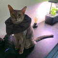 水耕栽培に悪さをする現行犯、逮捕ー！