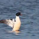 カワアイサ雄のパタパタ Common Merganser