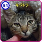 魚沼アニマルサポート・毎日里親募集中