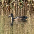 2026年10月12日の野鳥公園