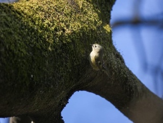 野鳥を見に今度は根室に行ってくるで！