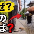 【なぜ？】スズメはどうして人間のそばを離れないのか…意外な理由がありました　身近な鳥の謎 様動画