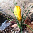 わが家の庭にも小さな春