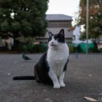 画像フォルダは猫ばかり
