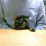 ”猫おでん”あり〼。