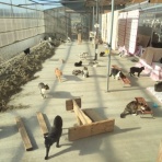 NPO犬猫みなしご救援隊・代表ブログ・みなしご庵へようこそ