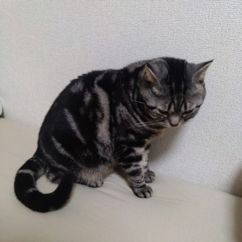 実物のﾈｺﾁｬﾝたちセカンド178