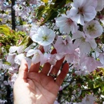 ボルゾイな生活