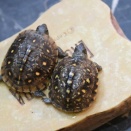 本日、ぶりくら市に参加しています。