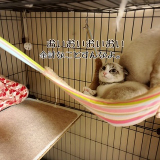 猫とお酒と日々のこと