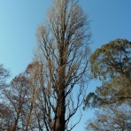 好奇心の植物観察