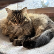 片目が隠れていれば全身隠れられている判定