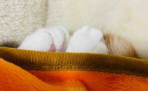 コロン ひなたぼっこルーティン