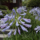 『夏めく　３　門前を紫に染める』の画像