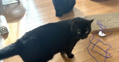 地味に争う猫たち