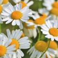 香りで癒される花々：アロマ効果のある花の種類