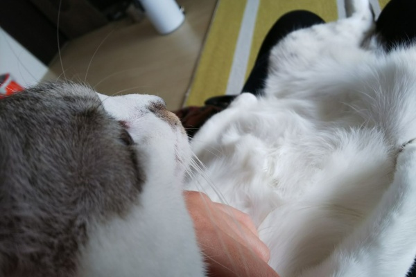 初めて猫を飼い始めましてu2026 - アレルギー(好酸球性肉芽腫)