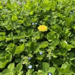 カモもすなる日記といふもの