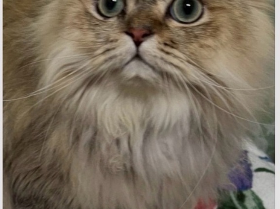 お盆真っ最中ですが皆様有り難う御座います🌈😸