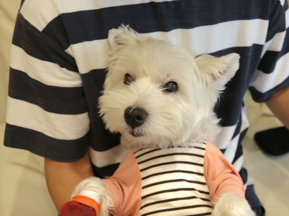 白犬、ご不満