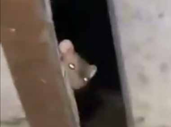 ネズミが現れるようになったので、屋根の上に捕獲器を置いてみた → 翌日、こうなった…