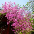 山日記スキー日記