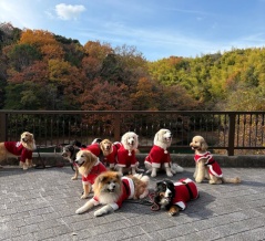 【Xmas】メリークリスマス、各スポットのクリスマスイルミネーションをお届けします♪