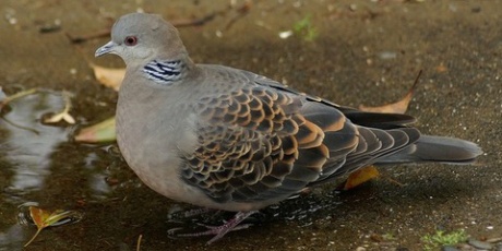 よつばとクローバー よつばと まとめブログ