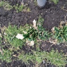 冬越えほうれん草の様子