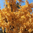 在外邦人基本法案（初稿）