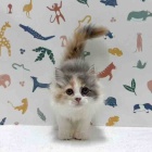 『新しいねこちゃんの紹介です😸』の画像