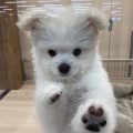 お店の子紹介🐶