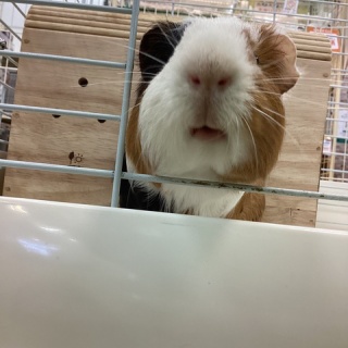 小動物専門店NATURE'S