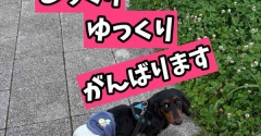 ポコちゃんチャレンジ『お散歩』。私が考えるシェルター運営とは。