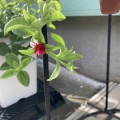 ベビーサンローズの小さな花