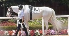 札幌競馬場で見たスノーエルヴァとゴコウコイコイ