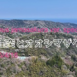 『日本一のオオシマザクラの人工群落を空から眺める（２０２５年版）】』の画像