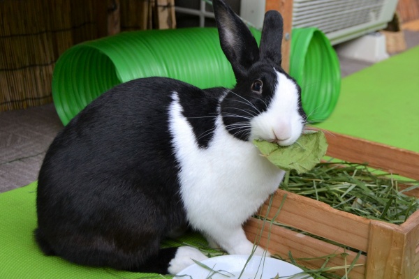 兎鳥庵 うさぎさんの里親募集 ベランダパーティー