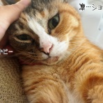 猫とお酒と日々のこと