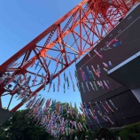 『東京タワー鯉のぼり』の画像