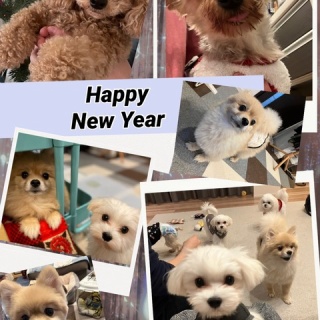 WanWan net🐾ボランティアチーム