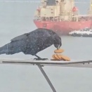 なるべくたくさんクッキーを持っていくカラス。器用だしさすがに賢い