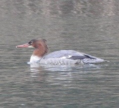2025年11月9日の野鳥公園