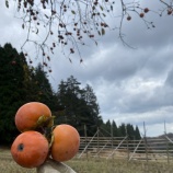 �ء��Ĥ�ܤ���Τ�˫��👑�ۡ٤β���