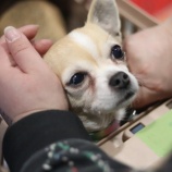 『【里親募集中】スムースチワワのまいちゃん』の画像