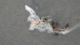 【釣りスレ】３連休は釣り放題だぜ！（※画像あり）