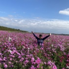 『ひまわり＆藤井寺＆菊人形』の画像