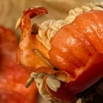 庭の生き物を愛でてます・台所で生き物を育ててます