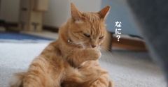微妙写真…