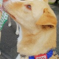 「🆘 鑑札情報ケース」(犬用迷子札ケース)
